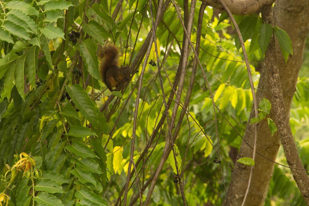 Finca Exotica Eco Lodge Carate Bagian luar foto